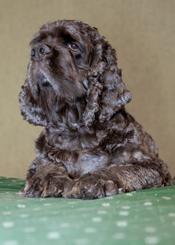 дрим - Евгений Голубев