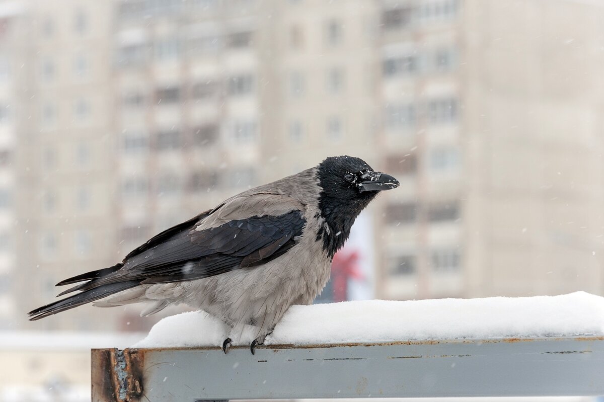 Холодно, голодно - Валерий Иванович