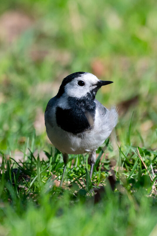 Трясогузка - Владимир Лазарев
