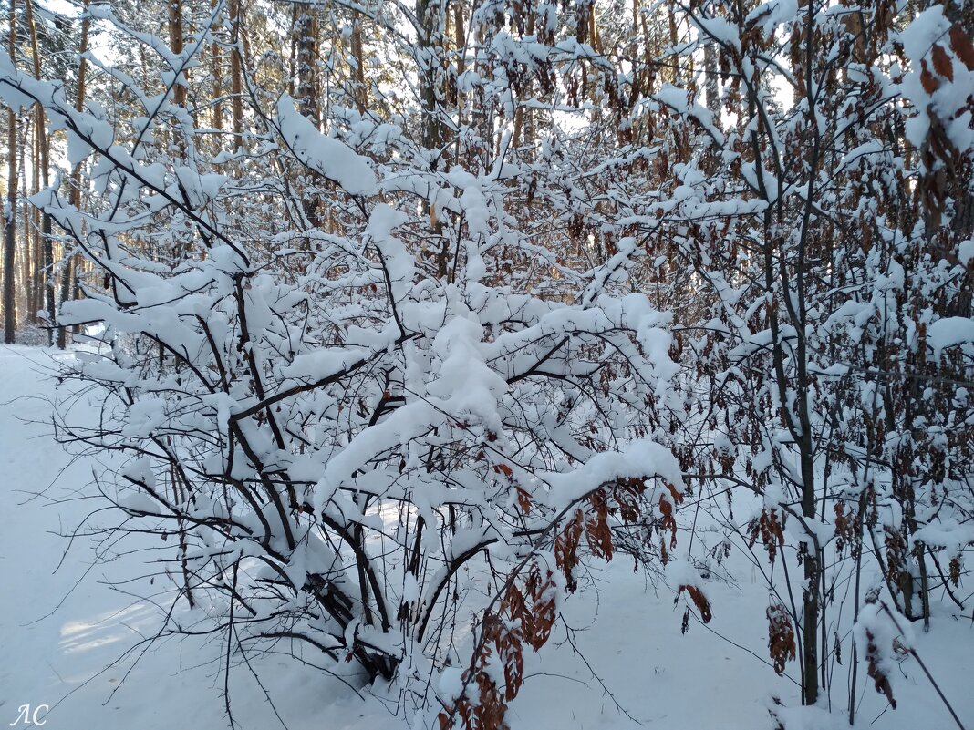 Зимнее настроение (серия) - Любовь Сахарова