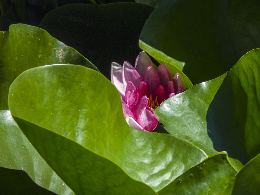 Надёжно спряталась от жары - Валентин Семчишин Надёжно спряталась от жары - Валентин Семчишин