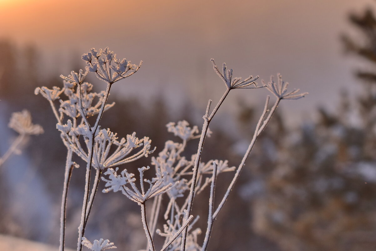 Мороз - Роман Пацкевич
