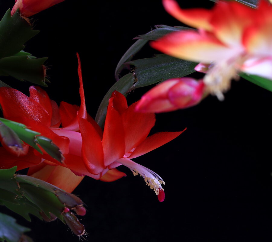 *** - Игорь Kуленко