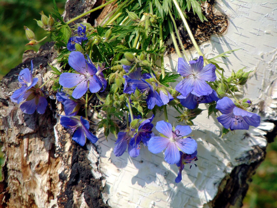 Букетик из лета. - nadyasilyuk Вознюк