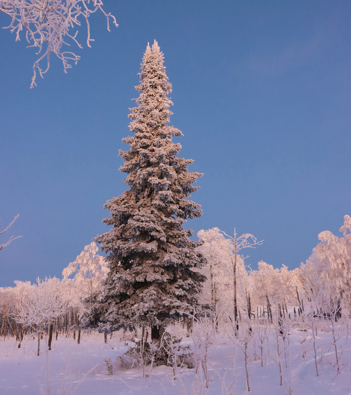 В лесу родилась ёлочка... - Галина Ильясова