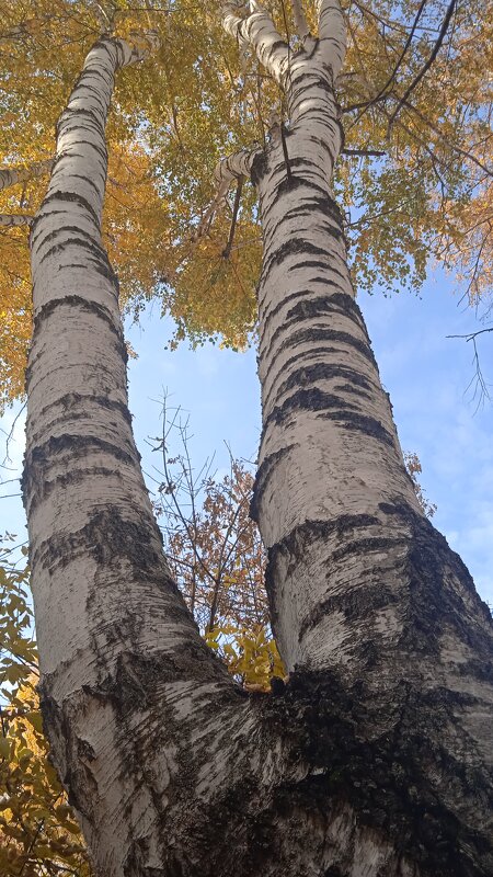 прекрасный октябрь - Елена Шаламова