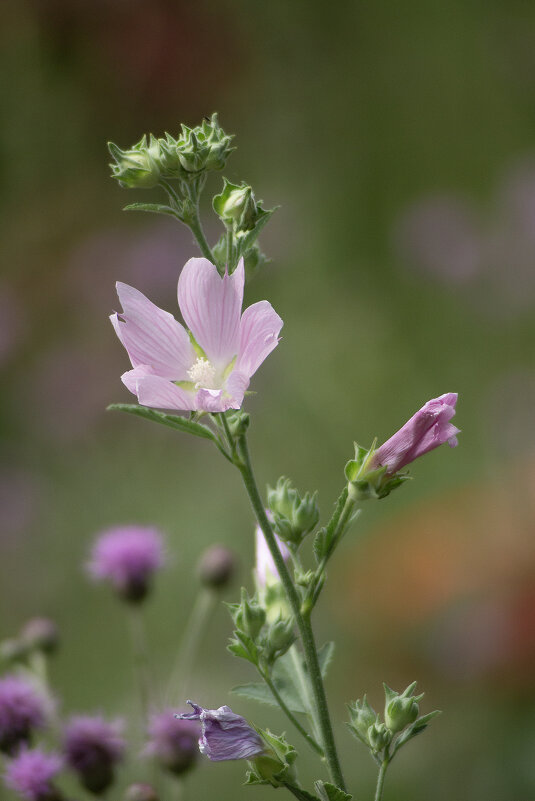 *** - Александр. AVG100 ---