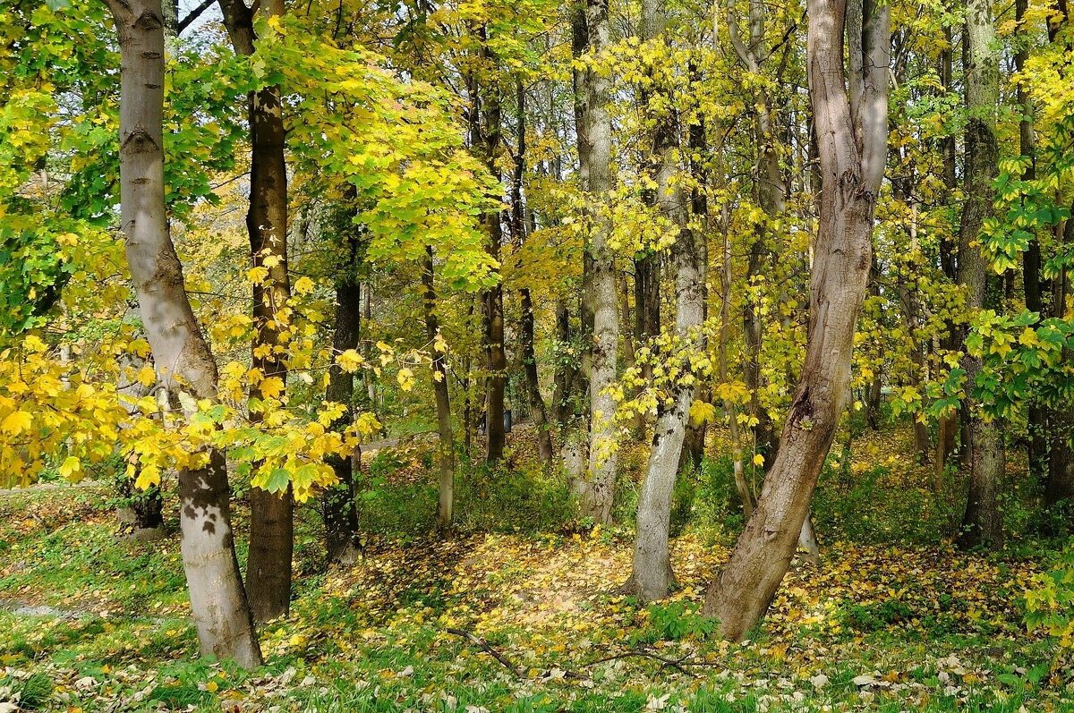Ашманн парк, Калининград - Рита Симонова