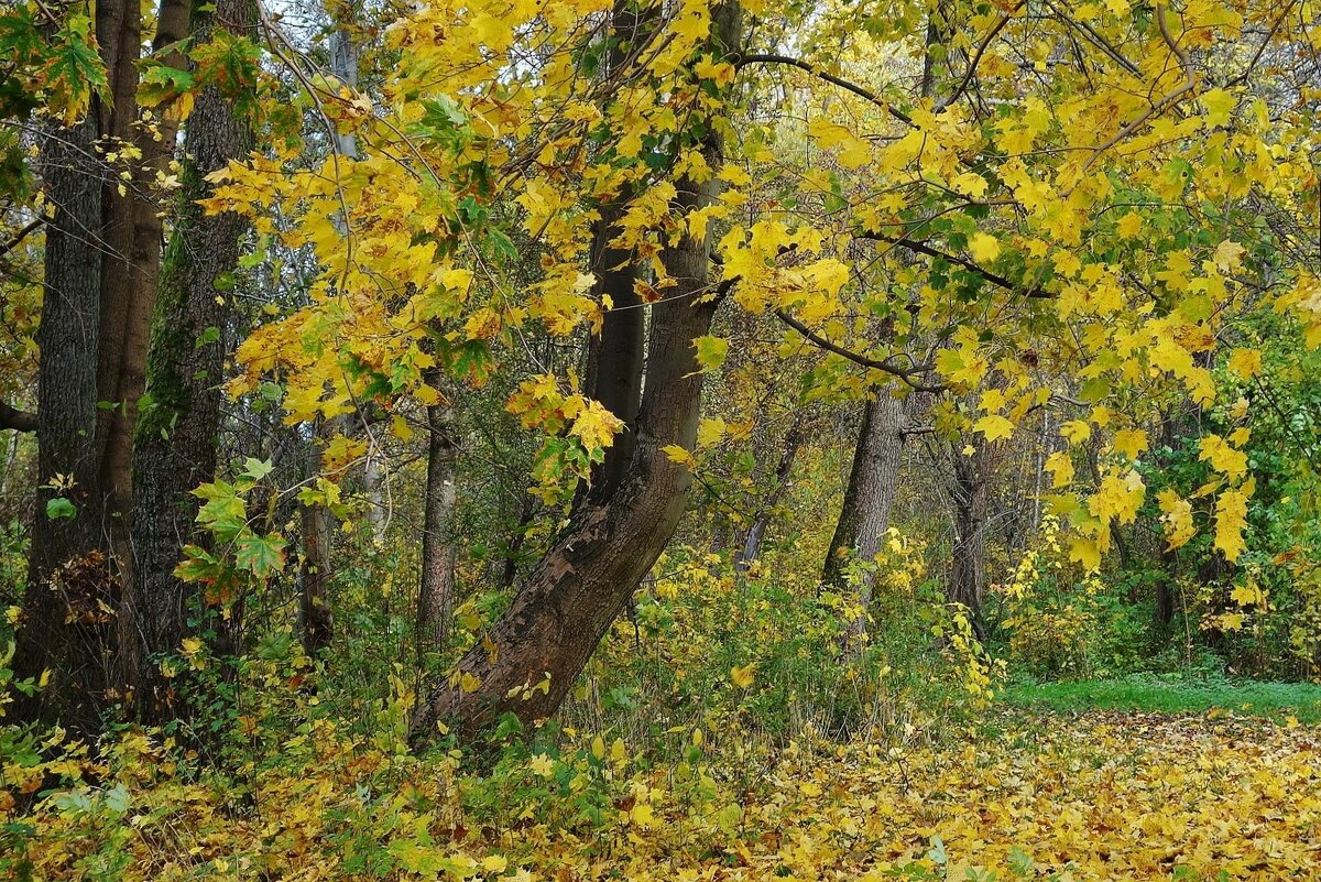 Ноябрь, Ашманн парк, Калининград - Рита Симонова