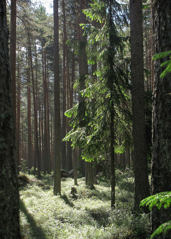 В лесу - Александр Ильчевский 