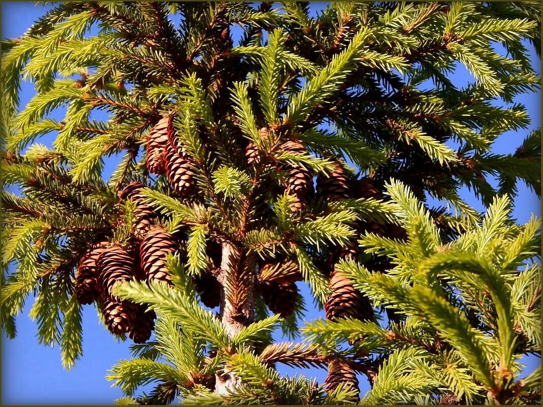 Шишки - Валентина Надсон