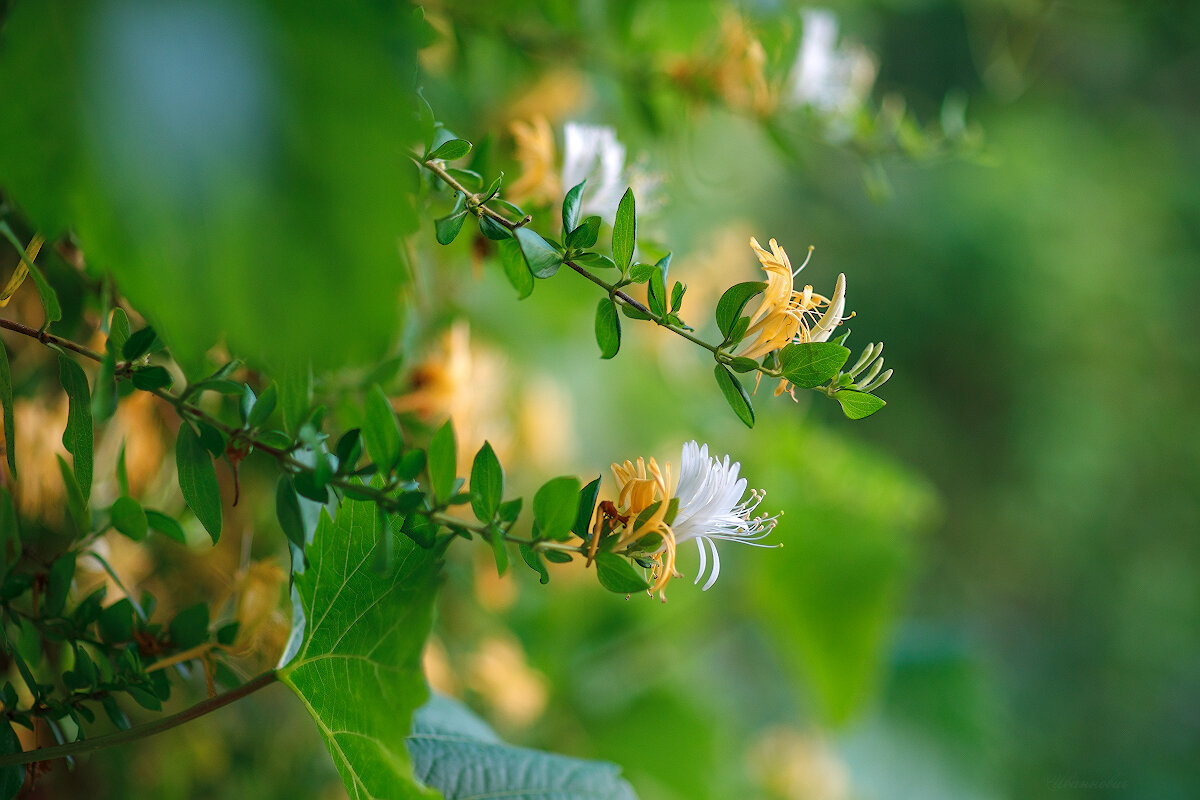 *** - Иваннович *