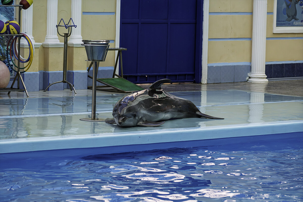 Дельфин - Игорь Сикорский