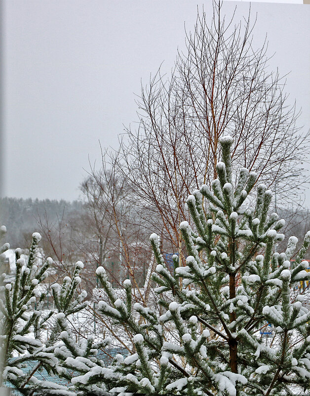 26 декабря - к нам пришла снежная зима! - Светлана 