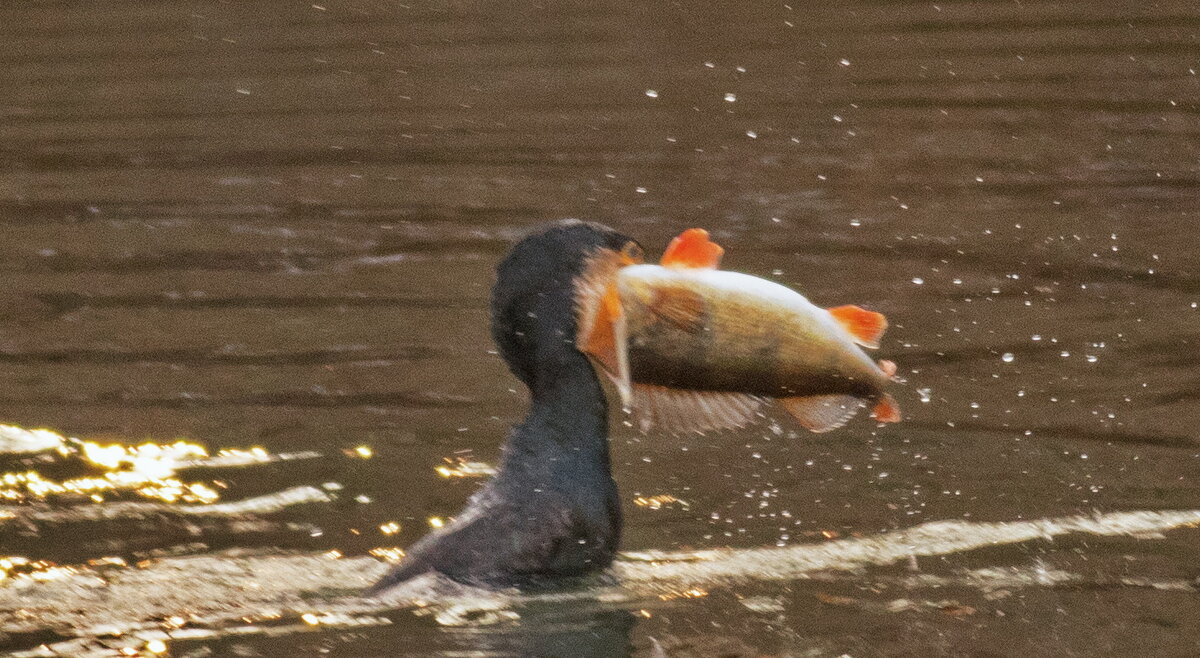 рыбак - vladimir 