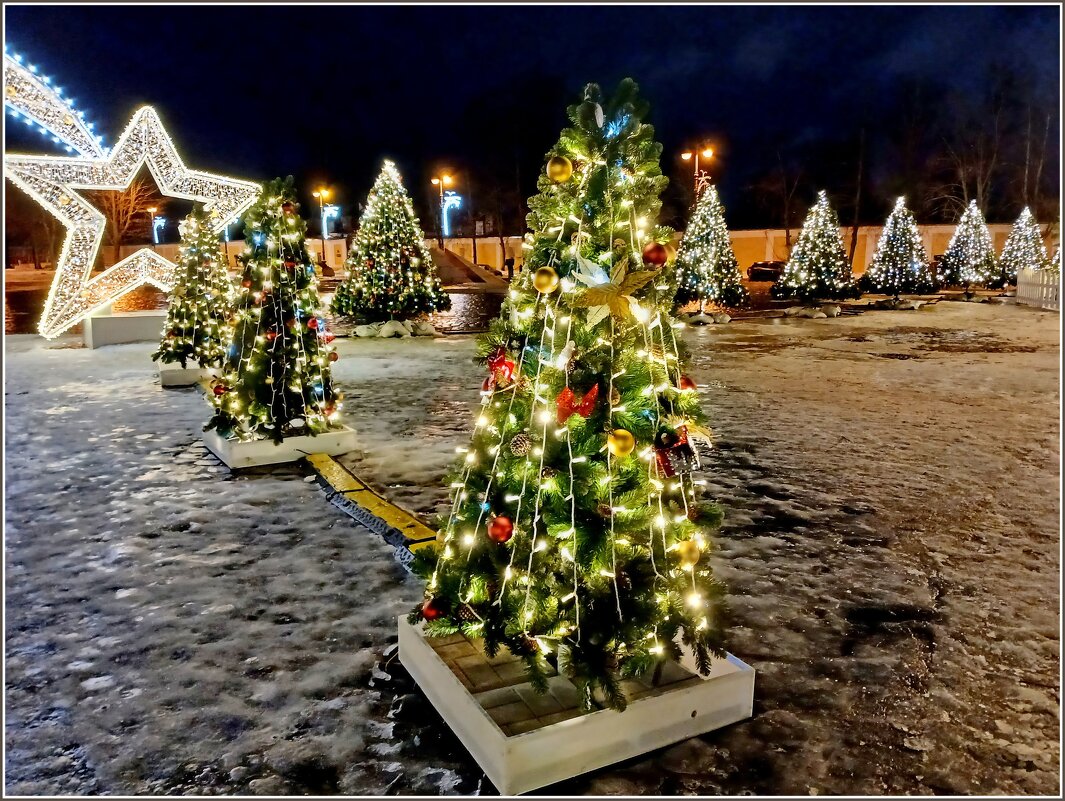 Ёлки на Якорной площади. - Лия ☼