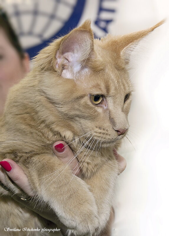 Фото с выставки кошек - Светлана Ищенко
