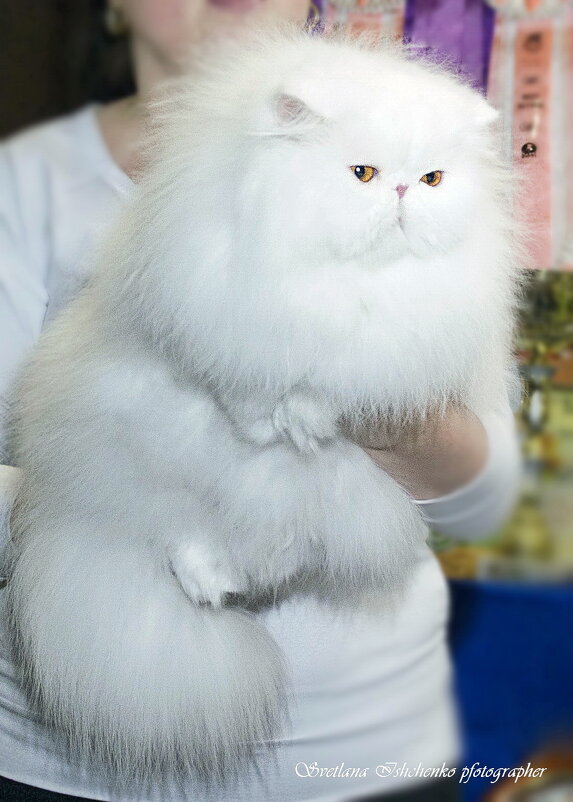 Фото с выставки кошек - Светлана Ищенко