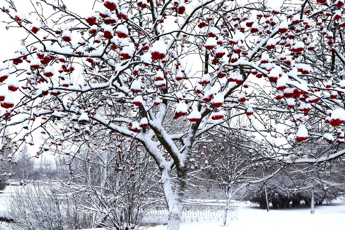 Рябина в снежном наряде. - Василий Палий