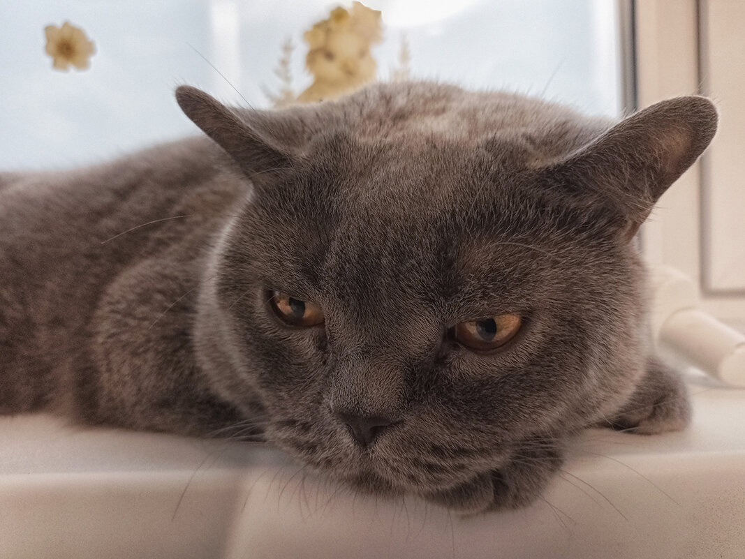 Портрет Семёна. - Лилия *