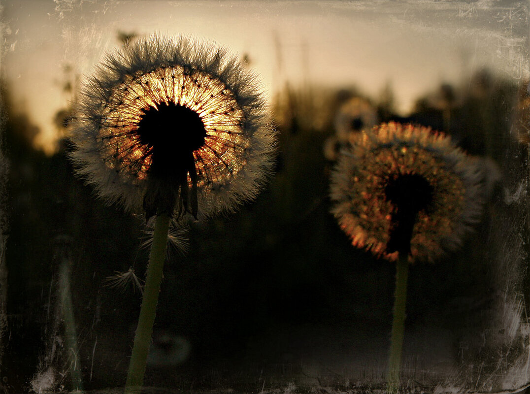 Последний закат - Olenka 