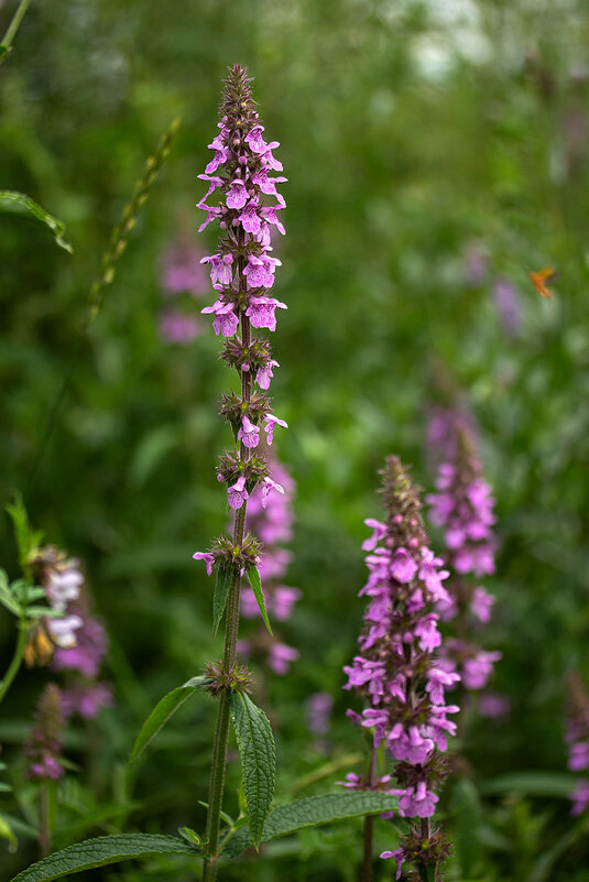 Чистец болотный - Александр Трухин