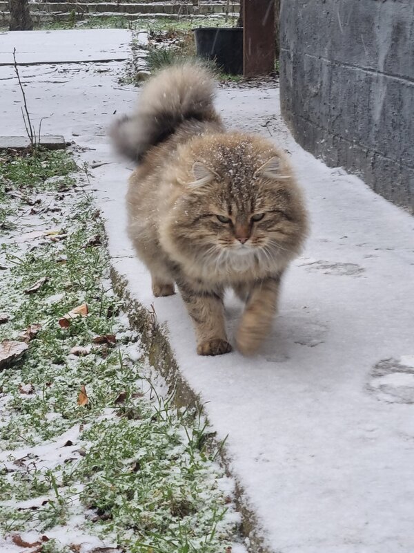 Медленно ходил по снегу... - Наталья 