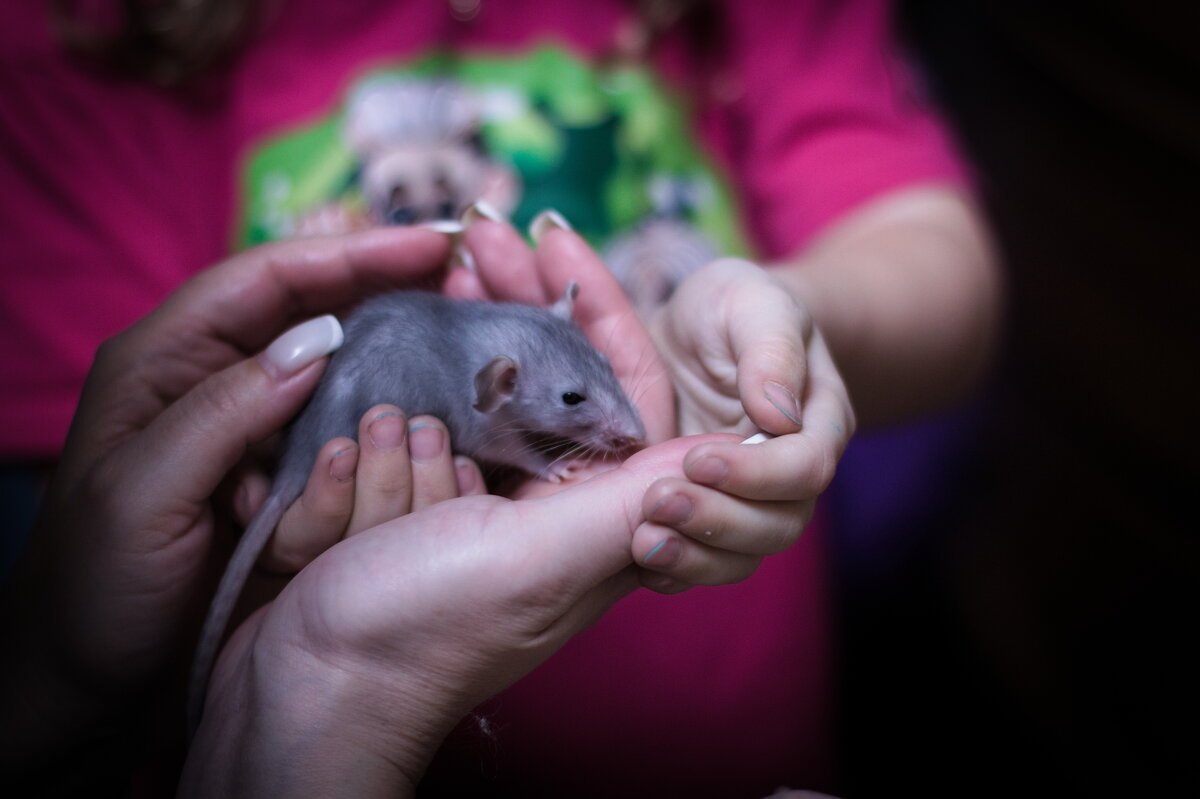 крысу назвали "Тучка" - Артём 