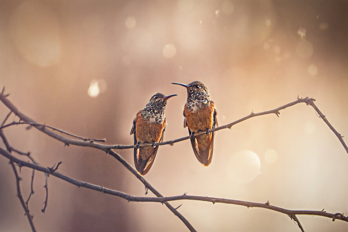 Питомцы Перу - Svetlana Galvez