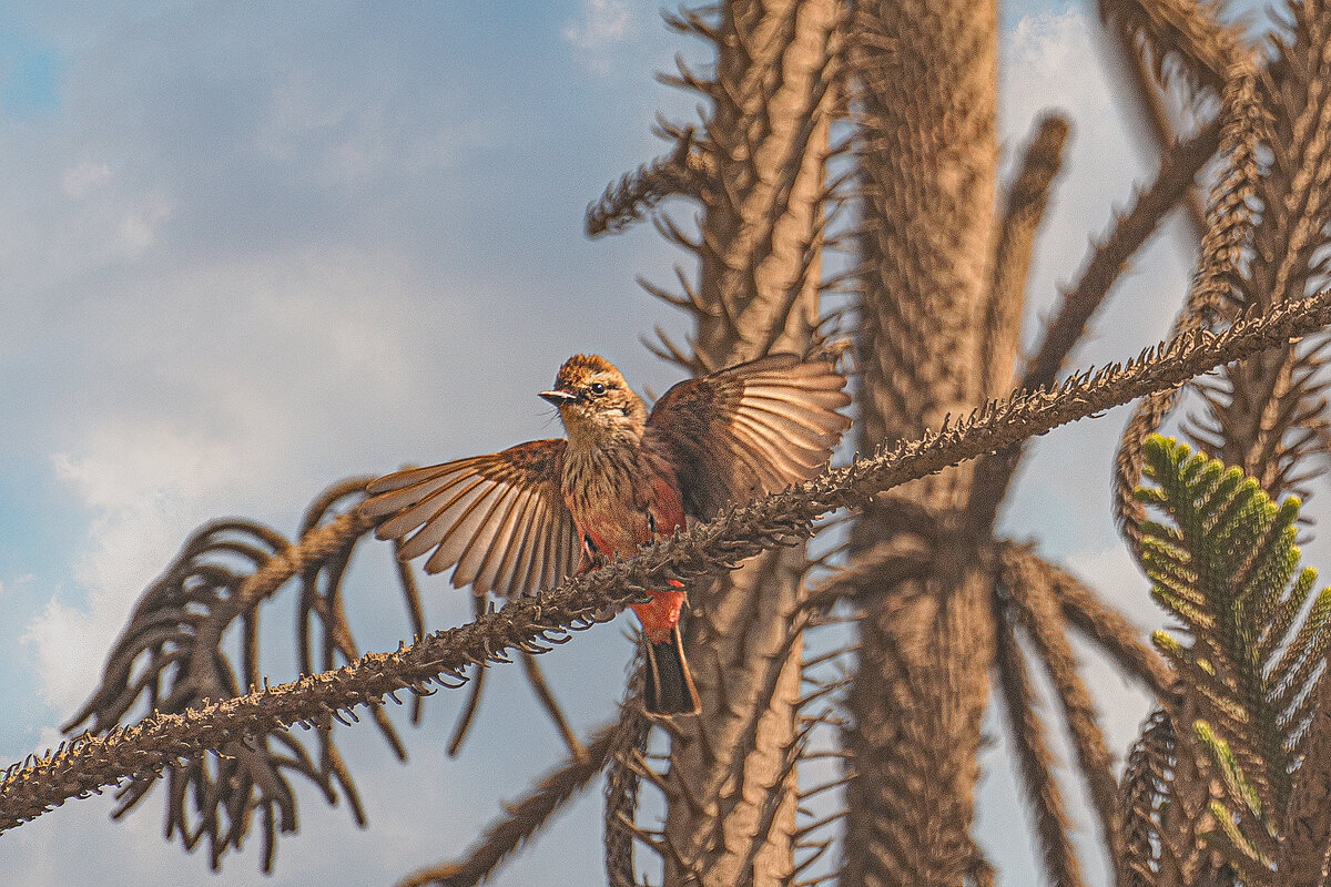 Питомцы Перу - Svetlana Galvez