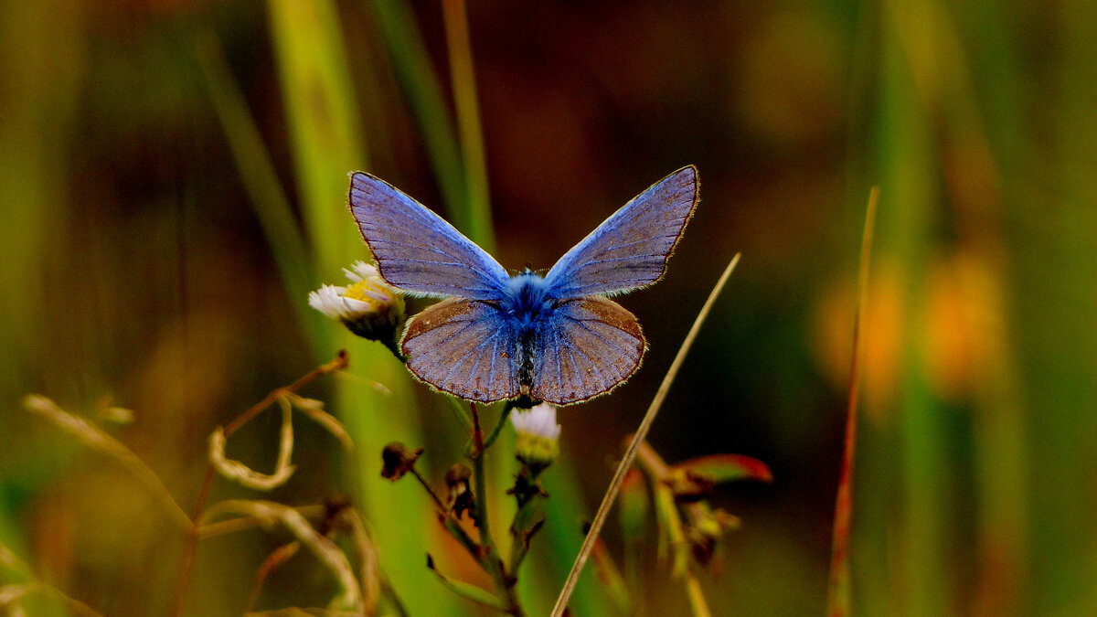 опять про бабочек...238 - Александр Прокудин