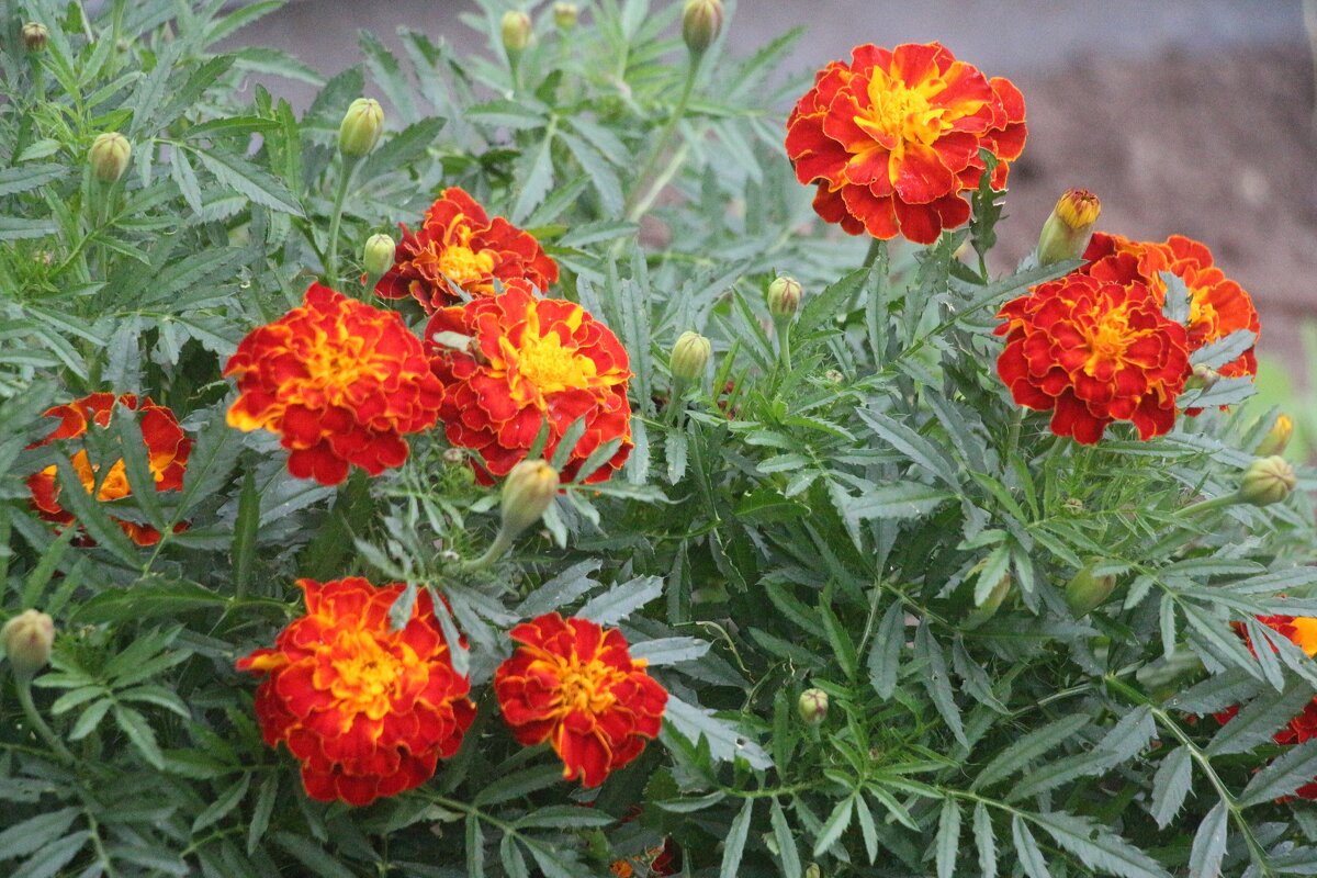 Осень 2025. Сентябрь - Наталья Герасимова