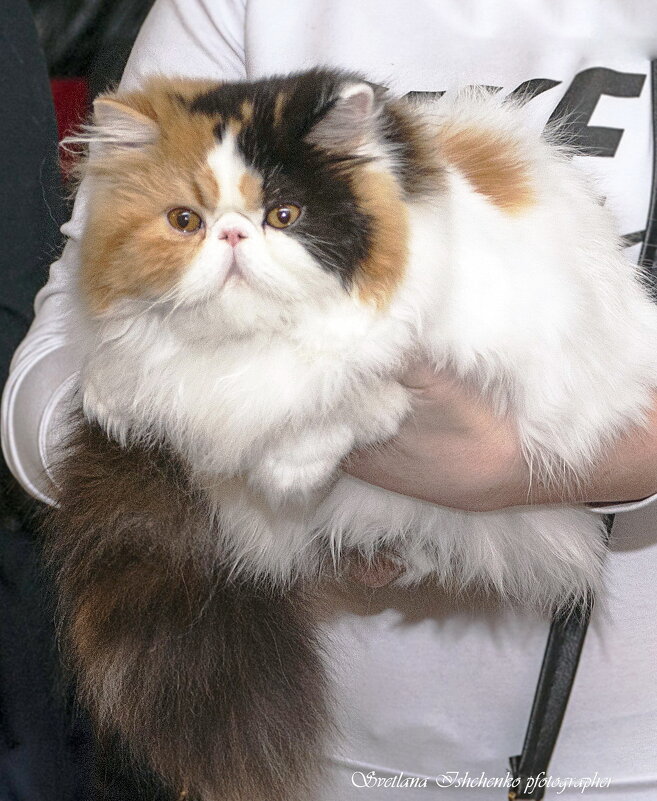 Фото с выставки кошнек - Светлана Ищенко