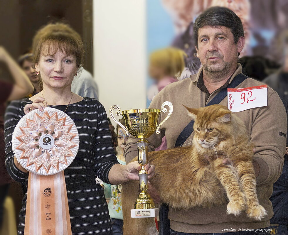 Победитель выставки красавчик мейн-кун - Светлана Ищенко