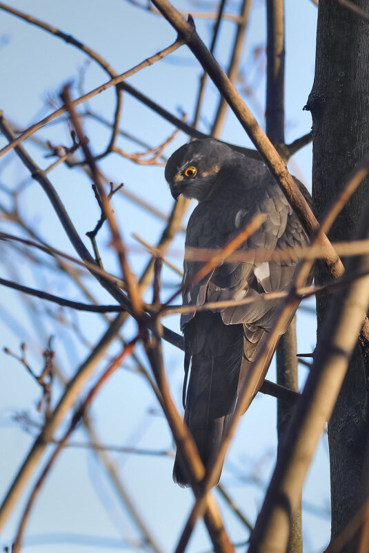Высоко сижу, далеко гляжу. - Татьяна Бравая