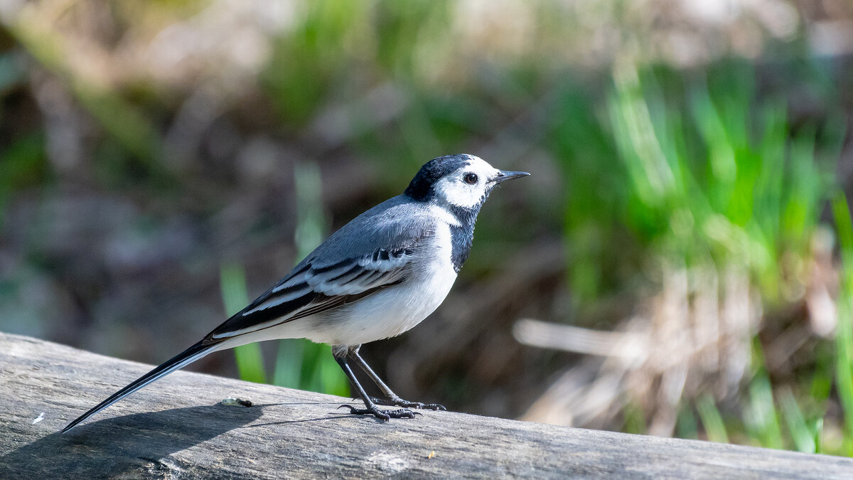 Трясогузка - Владимир Лазарев