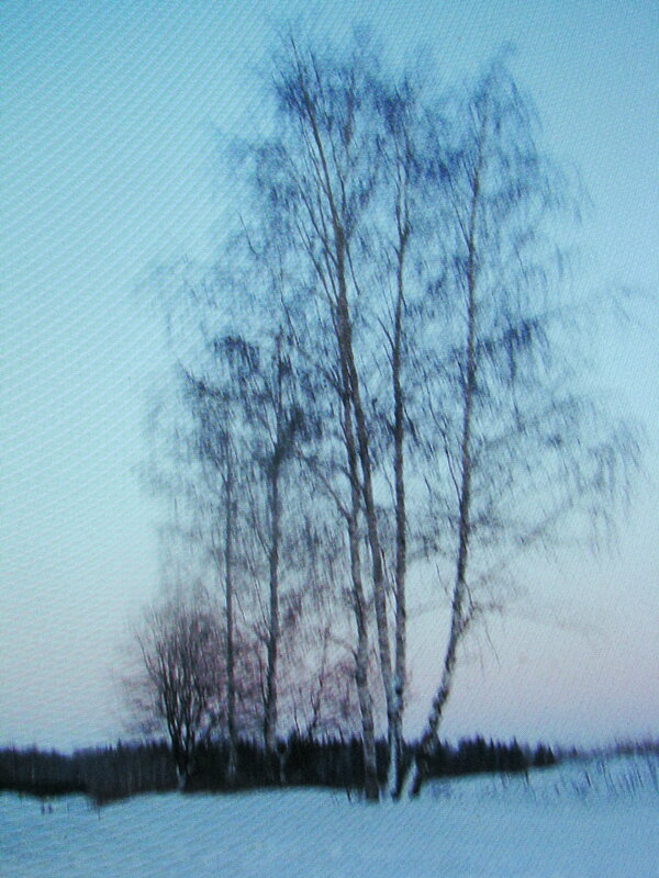 Зимние берёзки - Людмила Смородинская