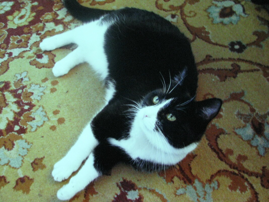 Балдеет - Людмила Смородинская