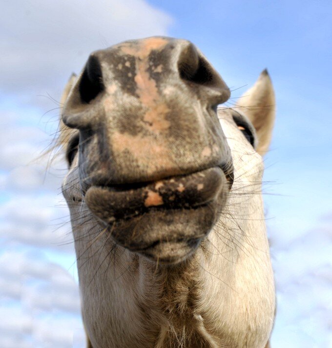 Скоро, скоро Новый Год. Конь на трон на год взойдёт... )) - Владимир Хиль