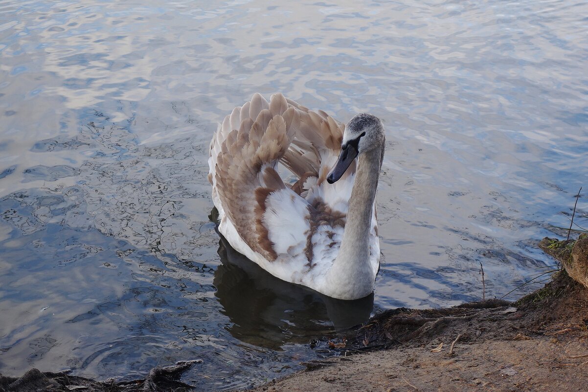 Лебединая молодежь - Рита Симонова
