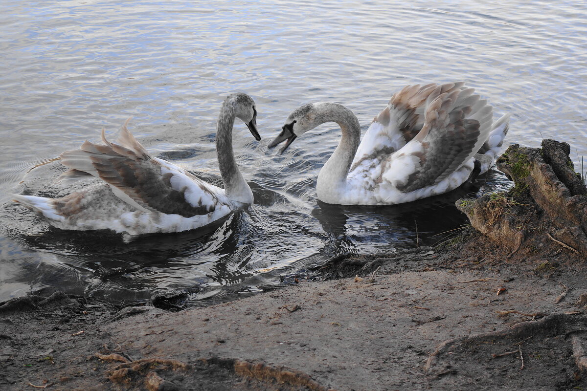 Лебединая молодежь - Рита Симонова
