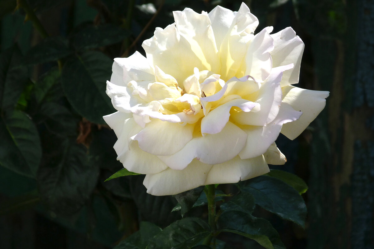 Белая роза - Валентин Семчишин