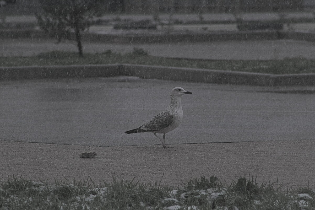 Чайка - Giant Tao /