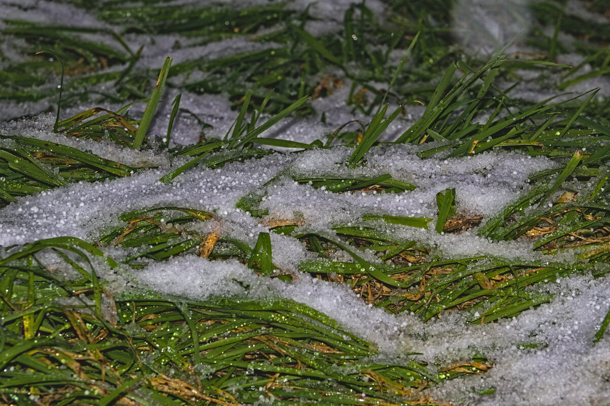 Снежок - Giant Tao /