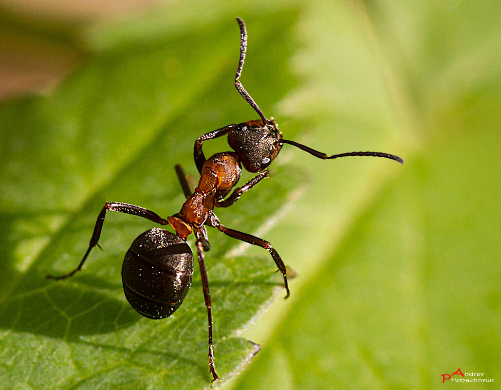 Муравейка - Андрей Пристяжнюк