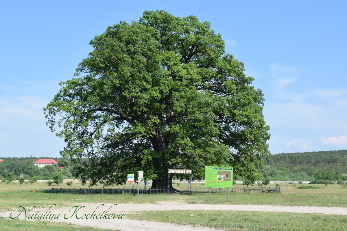 Природа Крыма - Amazing Cosmea