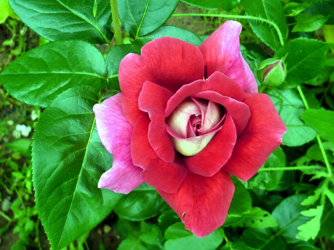 Роза - Наталья 