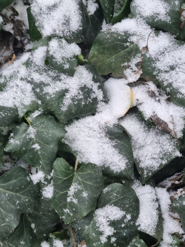 Всегда зелёный... - Наталья 