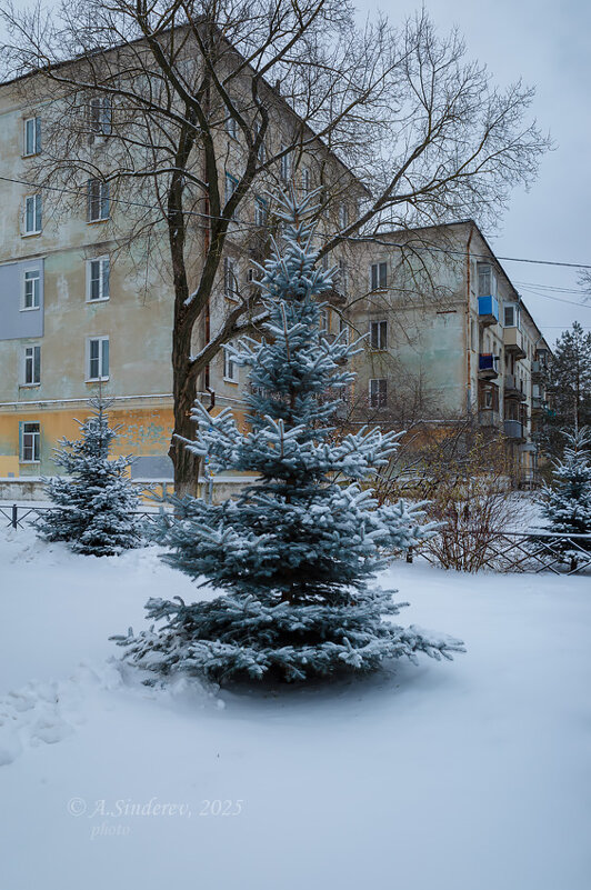 Голубая ель - Александр Синдерёв