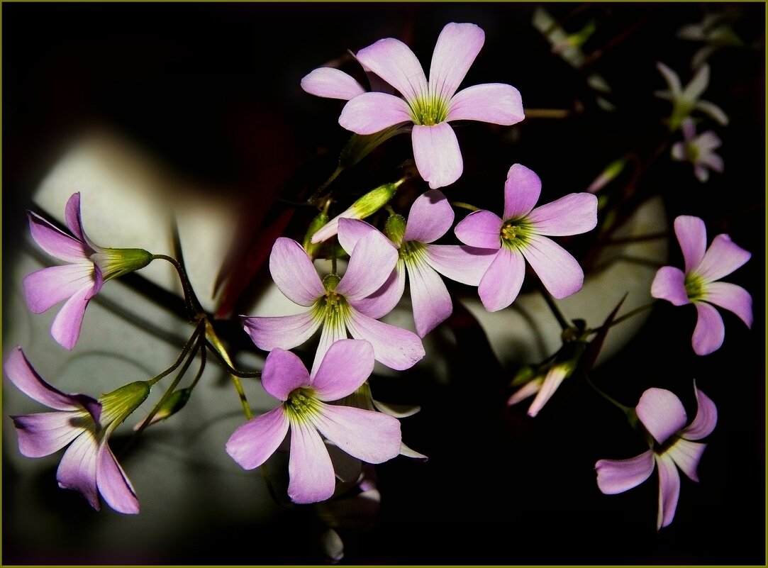 Нежные цветочки ... - Валентина Надсон Нежные цветочки ... - Валентина Надсон